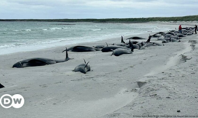 Dozens of pilot whales die on beach off Scotland