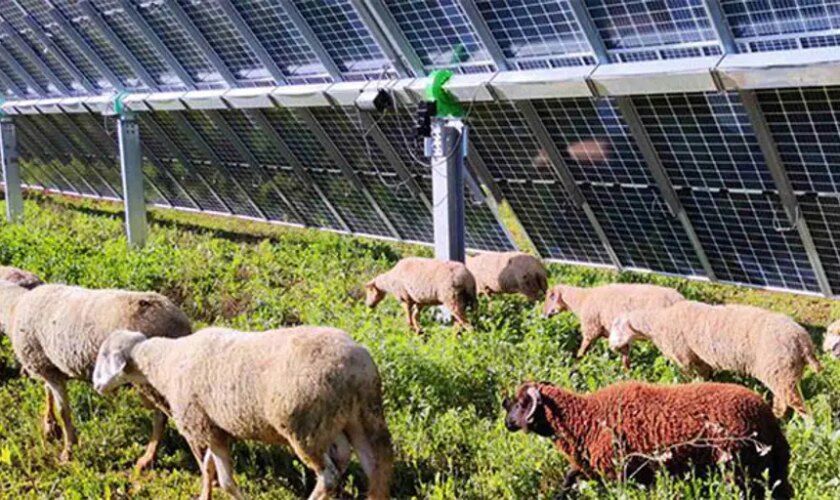 Endesa inicia la construcción de tres plantas solares en Carmona que da empleo a 250 trabajadores