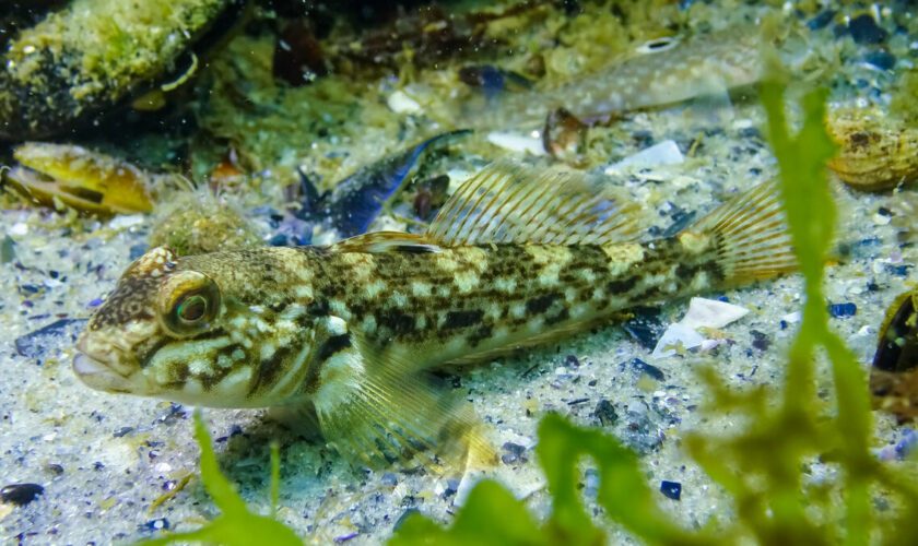 Espèces menacées : double peine pour les poissons moches