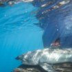 Estudian la presencia de tiburones blancos en aguas del norte de España