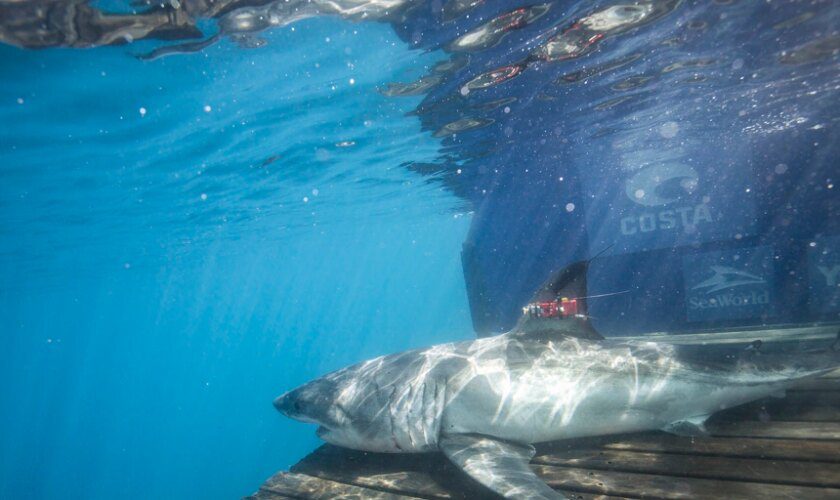 Estudian la presencia de tiburones blancos en aguas del norte de España