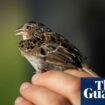 Florida grasshopper sparrow: scientists hail resurgence of endangered bird