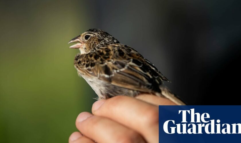 Florida grasshopper sparrow: scientists hail resurgence of endangered bird