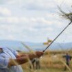 Golfers might curse the British Open rough, but ecologists love it