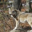 Les loups sont entrés dans Paris