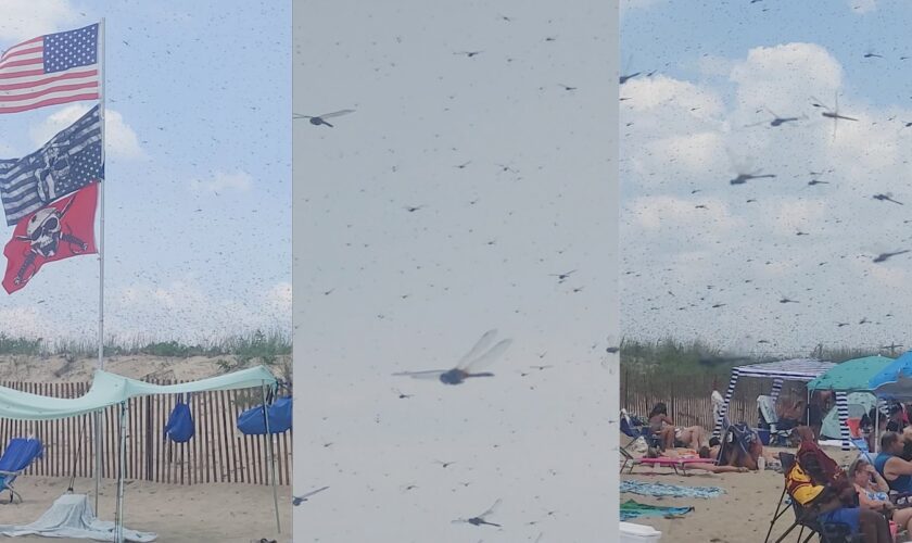 Massive dragonfly swarms delight some beachgoers, terrify others