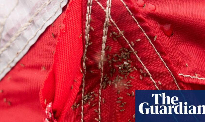 Midges thriving in wet Scottish summer – and experts say worse is to come