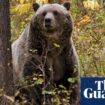 Montana man kills grizzly bear that attacked while he was picking berries