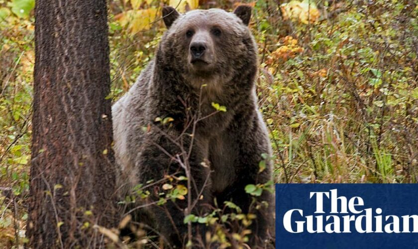 Montana man kills grizzly bear that attacked while he was picking berries