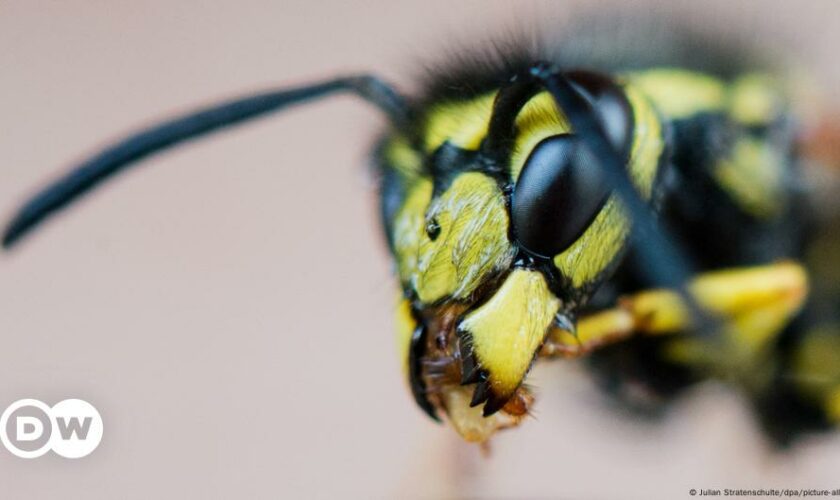 Nicht nur Bienen: Was Mücken, Fliegen und Wespen für uns tun