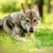 Pays-Bas: les autorités lancent un avertissement urgent pour la présence de loup dans une forêt au centre du pays