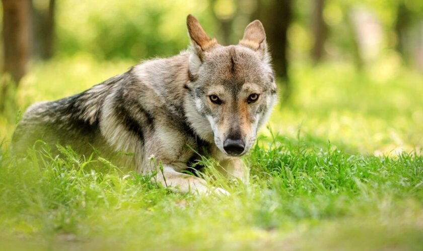 Pays-Bas: les autorités lancent un avertissement urgent pour la présence de loup dans une forêt au centre du pays