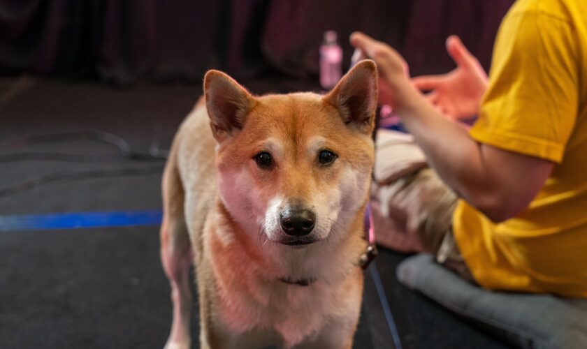 Peanut Butter plays video games for charity. He’s a Shiba Inu.