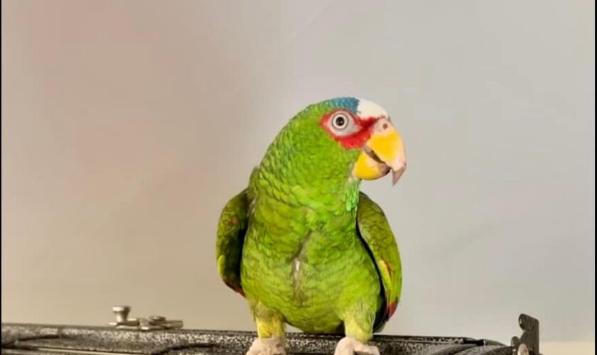 Potty-mouthed parrot arrives at shelter; 400 people apply to adopt him