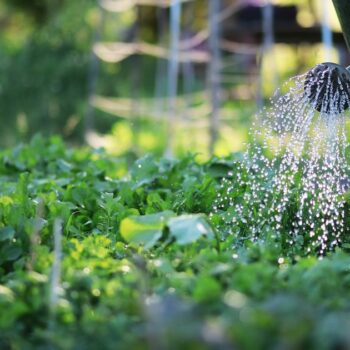 Que planter, semer ou récolter en août ?