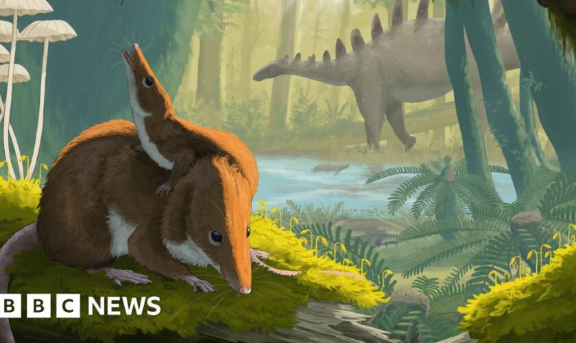 Rare fossils reveal secrets of mammal evolution