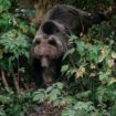 Romania approves bear cull increase after hiker death