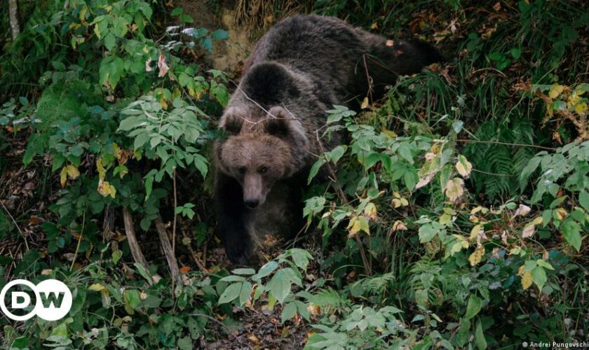 Romania approves bear cull increase after hiker death