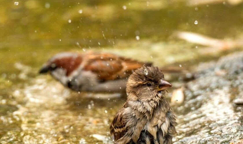 SEO/BirdLife reitera la necesidad de integrar más naturaleza en las ciudades