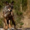 Spain: EU court rules against regional wolf hunting plan