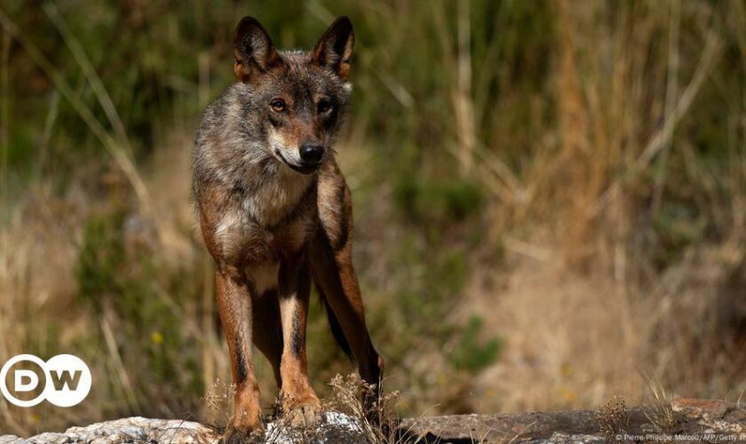 Spain: EU court rules against regional wolf hunting plan