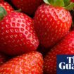 Strawberry yields: wet then warm weather leads to bumper UK harvest