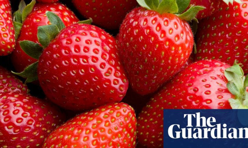 Strawberry yields: wet then warm weather leads to bumper UK harvest