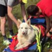 Urgent warning given to dog owners taking their pets on hikes this summer