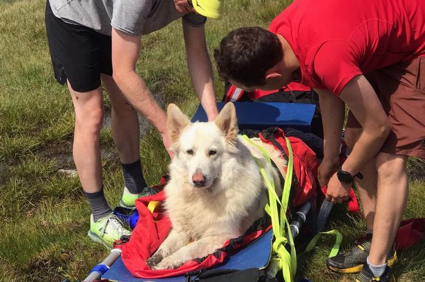 Urgent warning given to dog owners taking their pets on hikes this summer