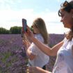 VIDÉO. Essonne : les touristes prennent les champs de lavande pour un spot Instagram