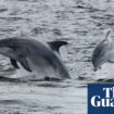 Wildlife enthusiasts called on to help record dolphins and whales on UK coast