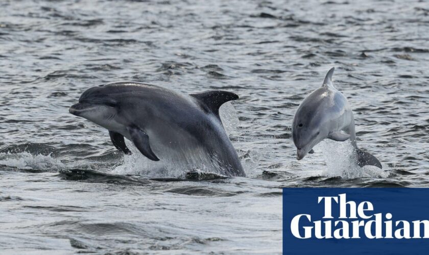 Wildlife enthusiasts called on to help record dolphins and whales on UK coast