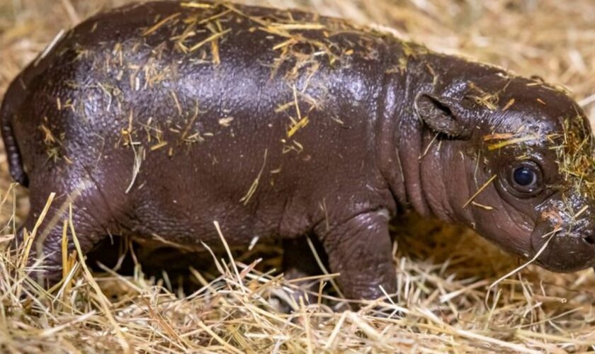 Noch hat das junge Hippo keinen Namen Foto: Zoo Berlin/dpa