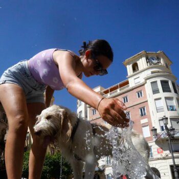 ¿Qué hacer si a tu mascota le da un golpe de calor?