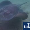 ‘Butchered so barbarically’: heartbreak turns to anger about killing of rays at popular Sydney diving spot