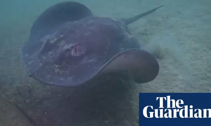 ‘Butchered so barbarically’: heartbreak turns to anger about killing of rays at popular Sydney diving spot