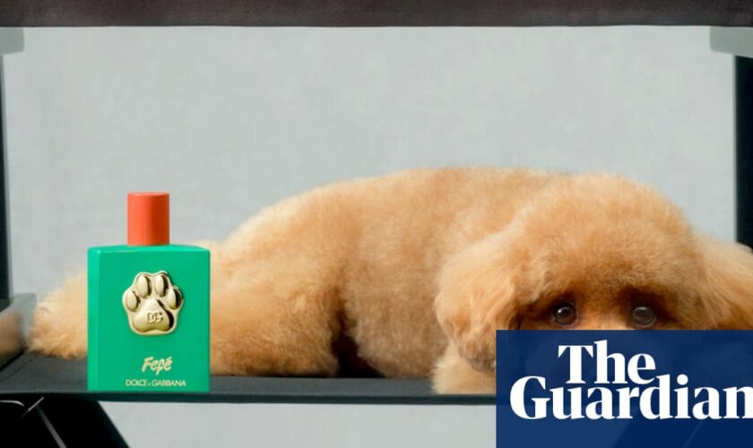 ‘Delicate, authentic, charismatic’: Dolce & Gabbana launch €99 perfume for dogs