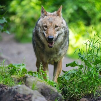 Utrecht: Wolf fällt Kind in niederländischem Naturpark an