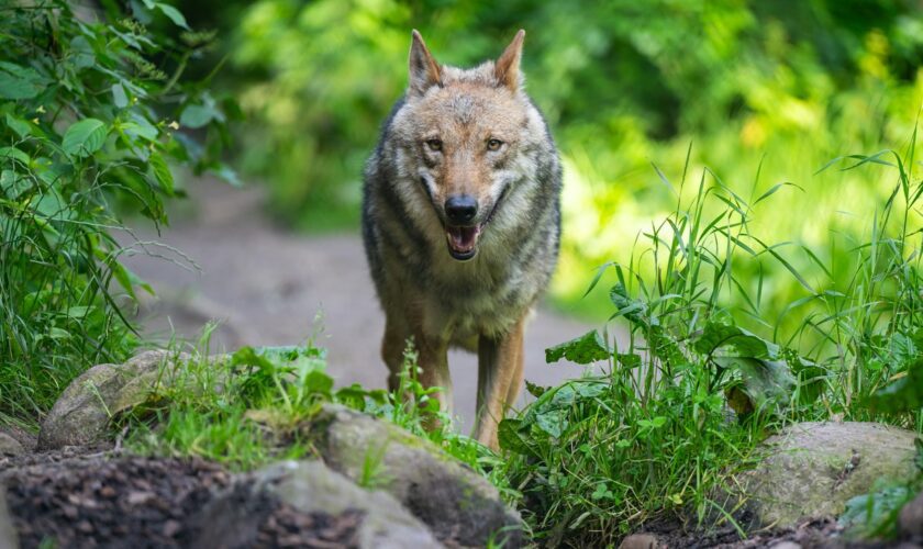 Utrecht: Wolf fällt Kind in niederländischem Naturpark an