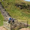 Sycamore Gap in England: Am Robin-Hood-Baum wachsen neue Triebe