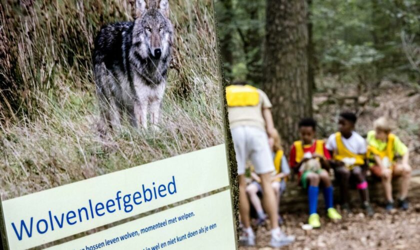 „Die Wölfe testen langsam aus, wie weit sie gehen können“