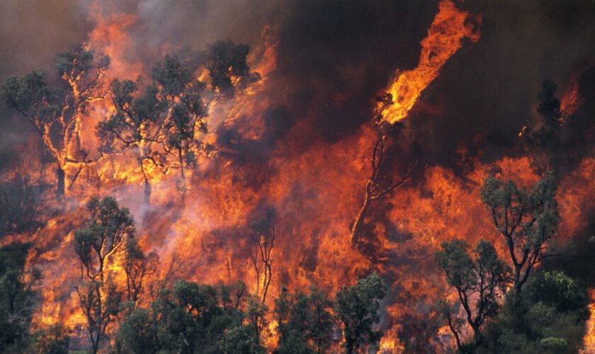 Feux de forêts : avec la canicule dans le Sud-Est, les pompiers sont sur le qui-vive