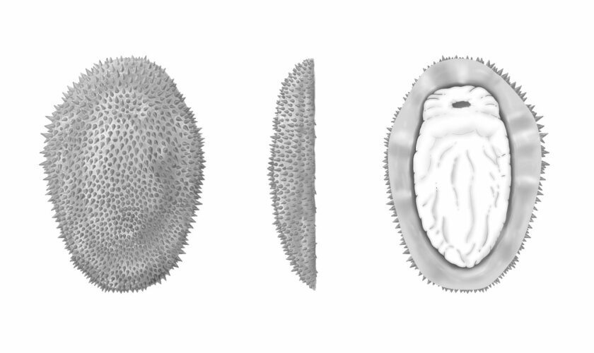 The 500-million-year-old spiky slug which tells us more about the origins of oysters and octopuses