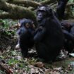 Chimpanzees may actually be capable of speech, study of old footage suggests