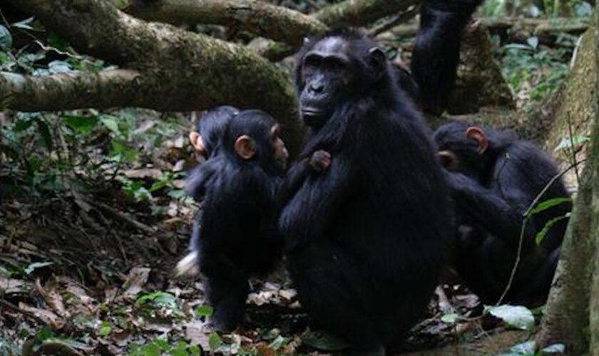 Chimpanzees may actually be capable of speech, study of old footage suggests