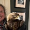 Woman rescues injured golden eagle from roadside after it 'fell from rock'