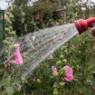 Gardener explains trick to save plants during heatwave and 'stop them dying'