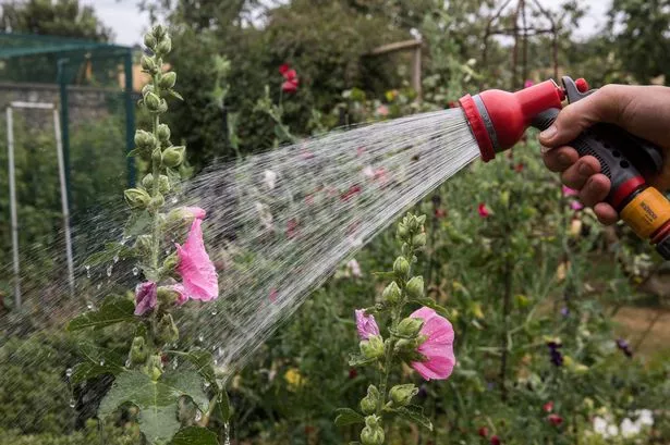 Gardener explains trick to save plants during heatwave and 'stop them dying'