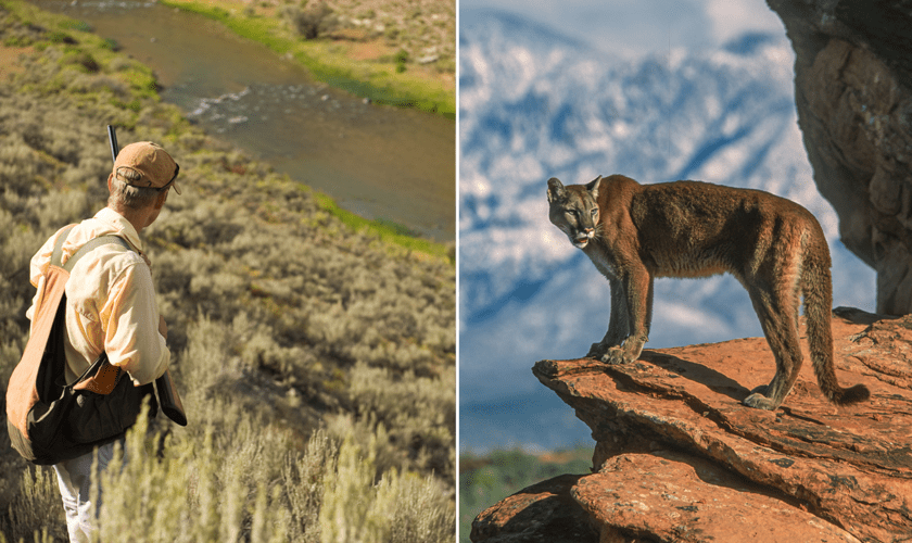 Colorado residents to vote on hunting ban of mountain lions, other wild cats