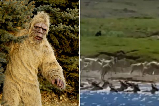 Long-lost film catches elusive 'Arctic Bigfoot' chasing herd of animals